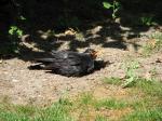 Amsel