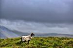 Das einsame irische Schaf