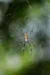 Spinne