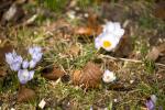 Krokusse mit 500 Reflex