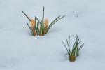 Frühling mit Schnee