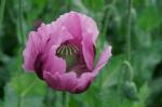 Mohn-Detail