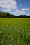 Mohn