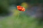 Mohn im Licht