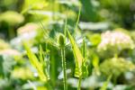 Wilde Karde von Sonne beschienen