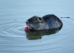 Nutria