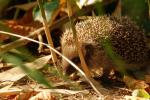 Junger Igel