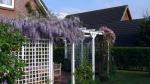 Wisteria