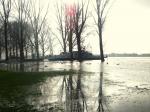 Hochwasser am Rhein