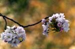 Baum mit Blüten vor unserem Haus