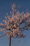 Noch mal Mandelblüte mit Lensbaby