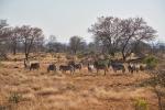 Krugerpark