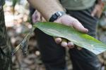 Survivaltraining im Amazonasdschungel