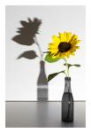 Portrait einer Sonnenblume