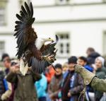 Schreiseeadler 2