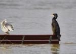 Kormoran im Hochwasser