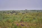 Regen in Murchison falls