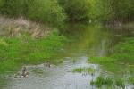 Frühling-Wasser