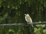 Wer bin ich? Vogel Identifikation