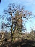 Wald gegen blauen Himmel