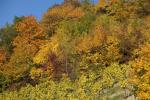 Weinberge um Wien I