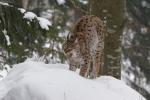 Luchs