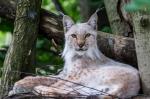 Serval Zoo Düsseldorf