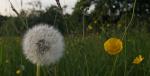 Pusteblume