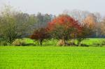 Roter Baum