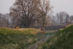 Rehe springen... (bearbeitet) 2