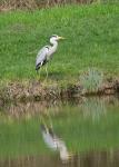 Storch