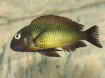 Tropheus sp. "ilangi"