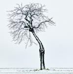 Baum vor Weiss - Quadrat - Überarbeitung