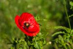 Mohn