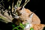 Luchs mit Kind mit 500mm f4 P