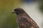 Maeusebussard in eigener Bearbeitung