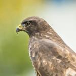 Buteo von Polarfuchs