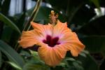 Hibiscus ISO Test