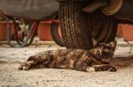 Katze im Windschatten