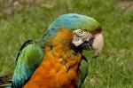 papagei - zoo scharf
