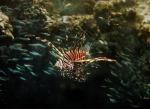 Bearbeitung von emundem's rotfeuerfisch