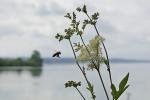 Anflug vor Roseninsel