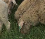 Schafe vom RAW