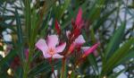 SAL18250 Oleander