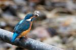 Eisvogel und Schwarzmundgrundel