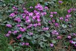 cyclamen_coum