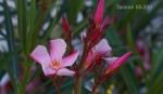 55200 Oleander