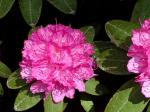 Rhododendron