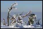 Baum des Lebens