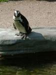 Pinguin vor dem Sprung